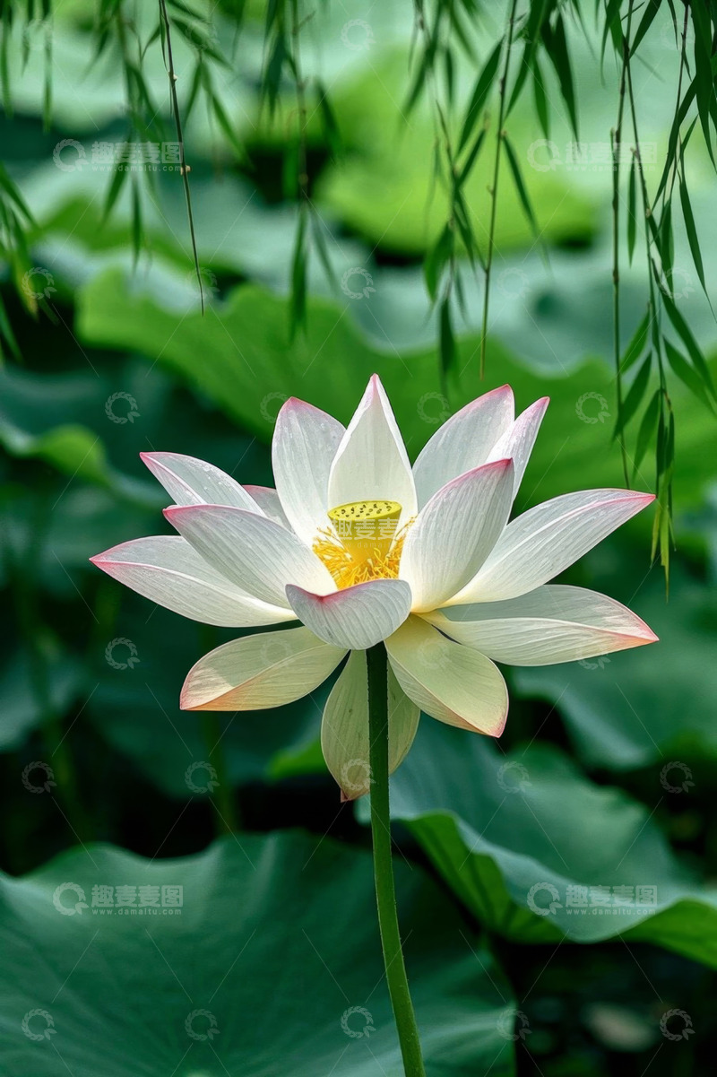 高清大图下载【趣麦麦图】盛开的荷花与背景荷叶