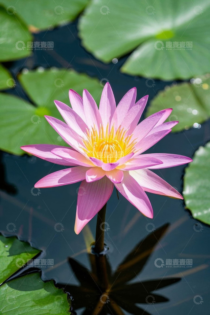 高清大图下载【趣麦麦图】水中盛开的粉色睡莲