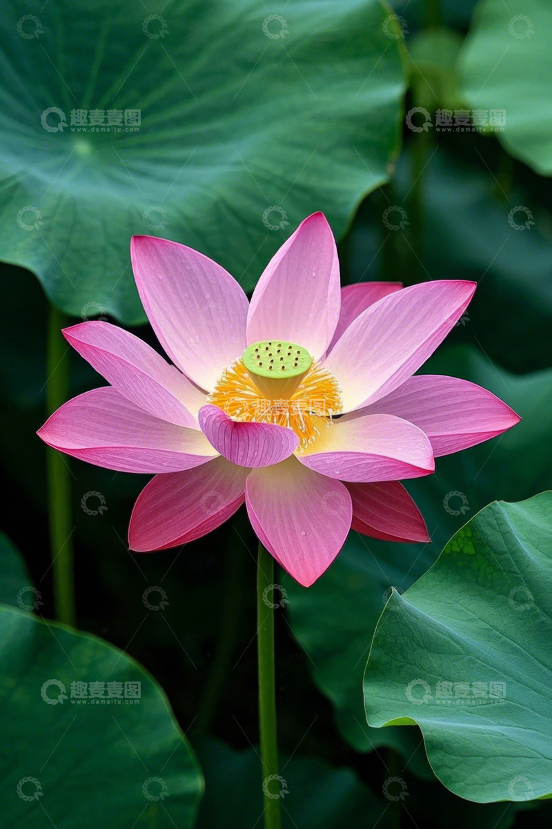 高清大图下载【趣麦麦图】特写盛开的粉色荷花