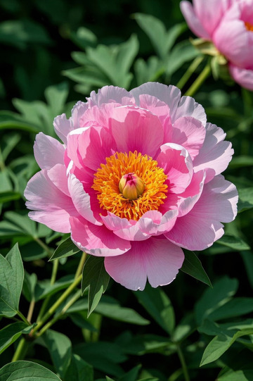 特写粉色牡丹花