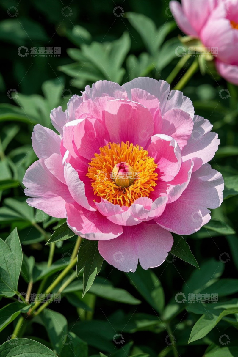 高清大图下载【趣麦麦图】特写粉色牡丹花