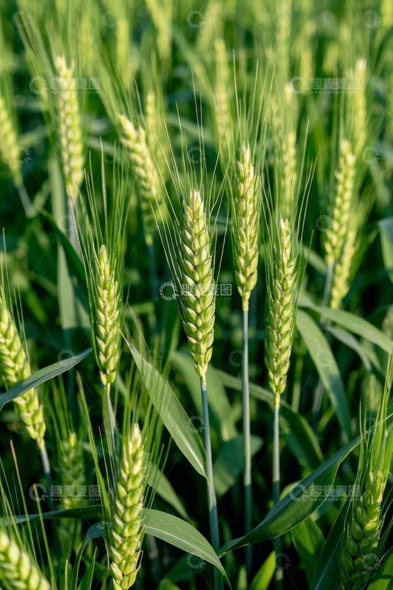 高清大图下载【趣麦麦图】成熟小麦特写