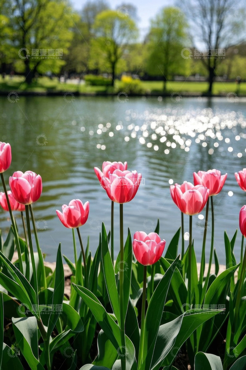 高清大图下载【趣麦麦图】湖边盛开的粉色郁金香