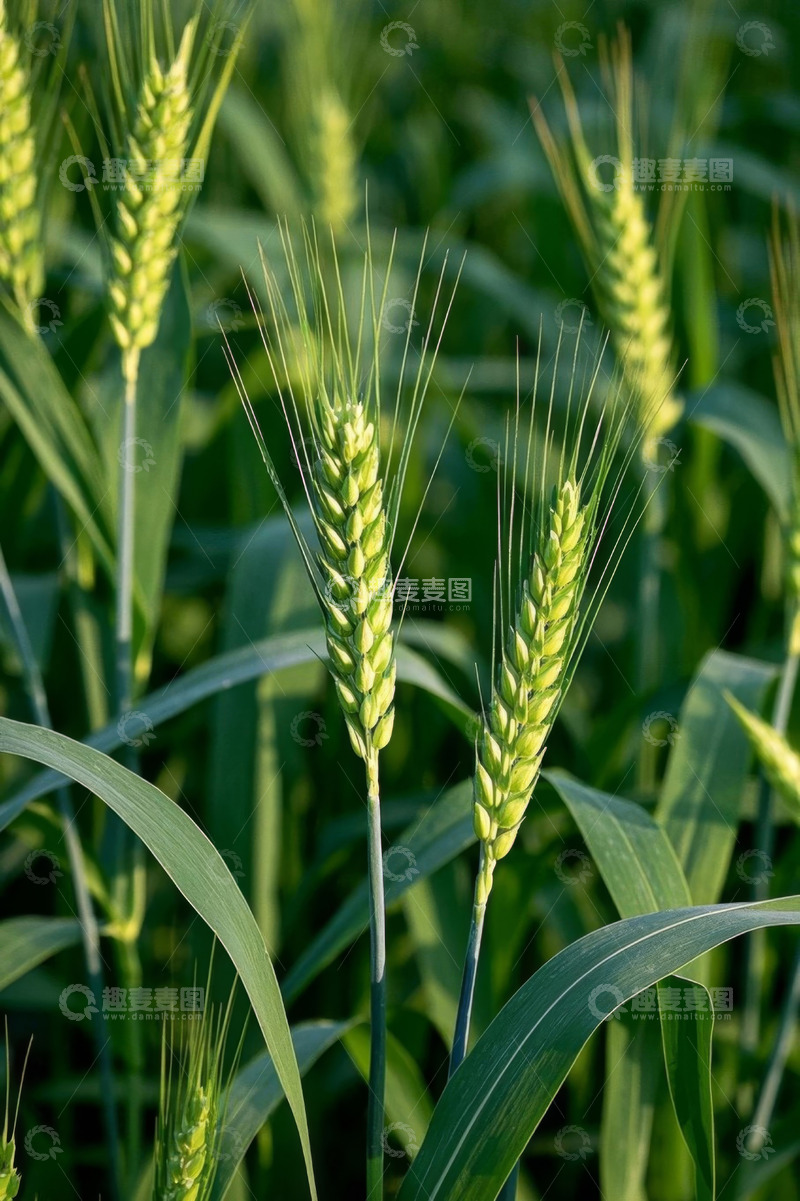 高清大图下载【趣麦麦图】特写生长中的绿色小麦