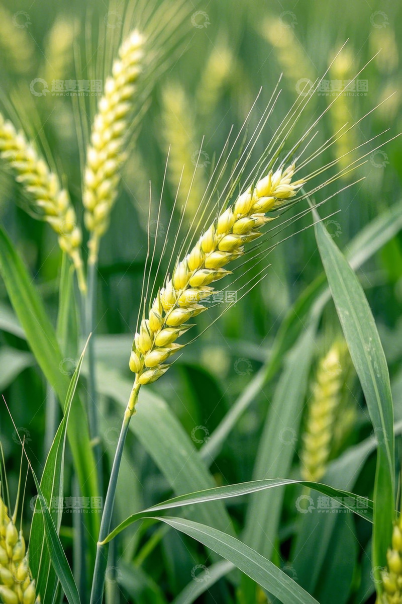 高清大图下载【趣麦麦图】成熟小麦特写