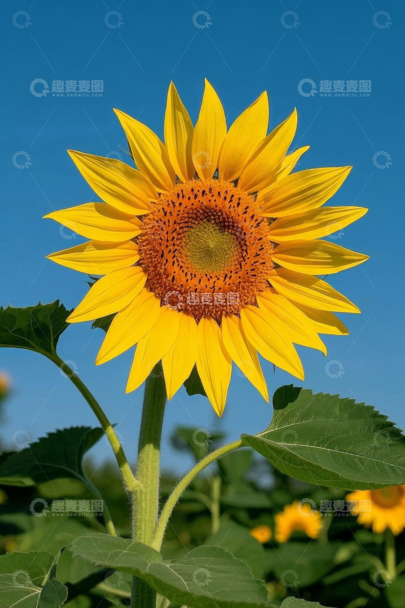高清大图下载【趣麦麦图】阳光下绽放的向日葵