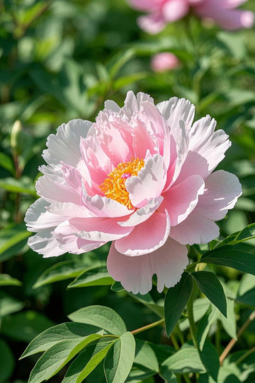 盛开的粉色牡丹花特写