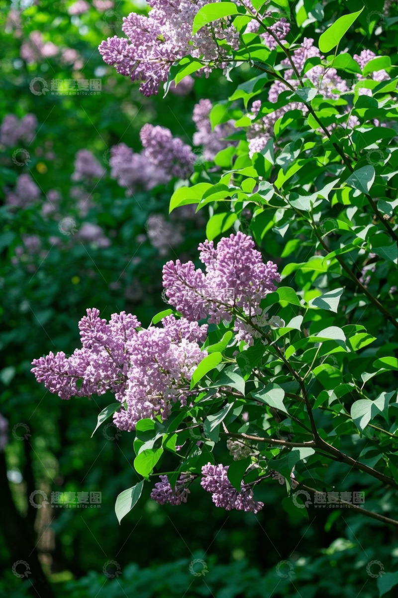 高清大图下载【趣麦麦图】盛开的紫色丁香花
