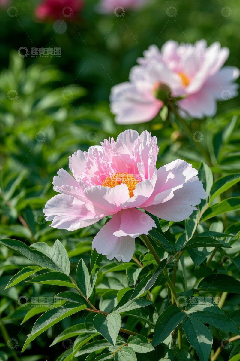 高清大图下载【趣麦麦图】盛开的粉色牡丹花