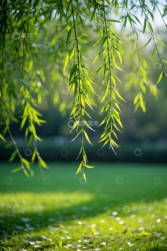 垂柳与草地自然风光