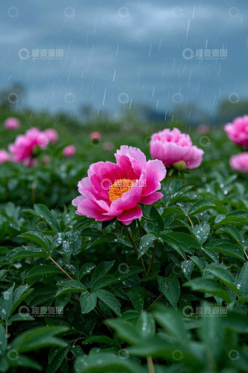 高清大图下载【趣麦麦图】雨中绽放的娇艳牡丹花
