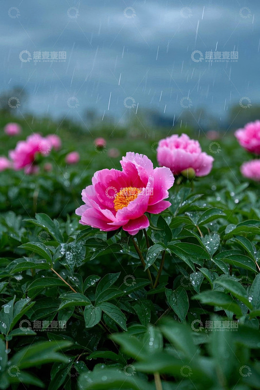 雨中绽放的娇艳牡丹花