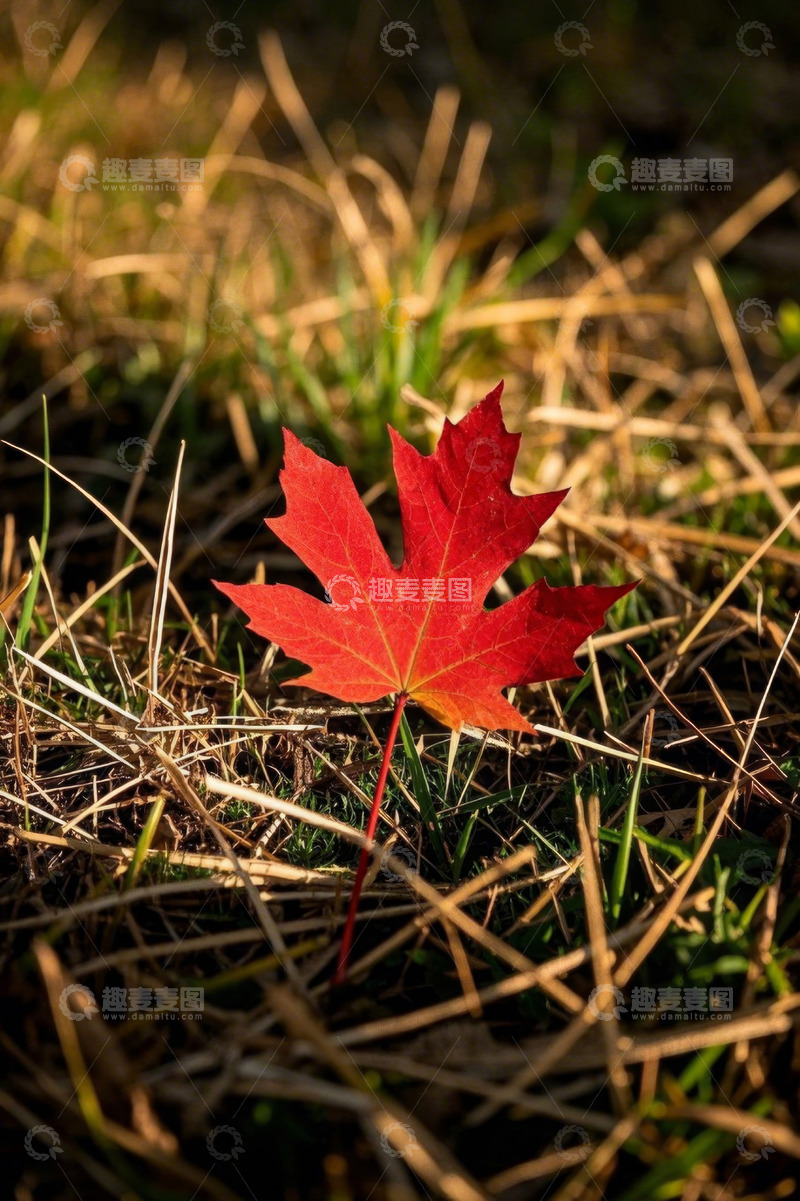 高清大图下载【趣麦麦图】草地上的红色枫叶