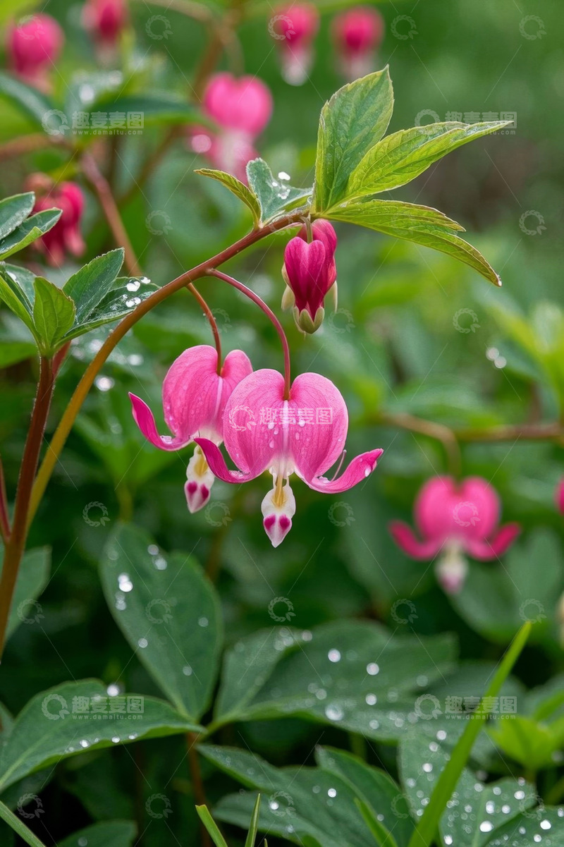 高清大图下载【趣麦麦图】荷包牡丹花微距特写