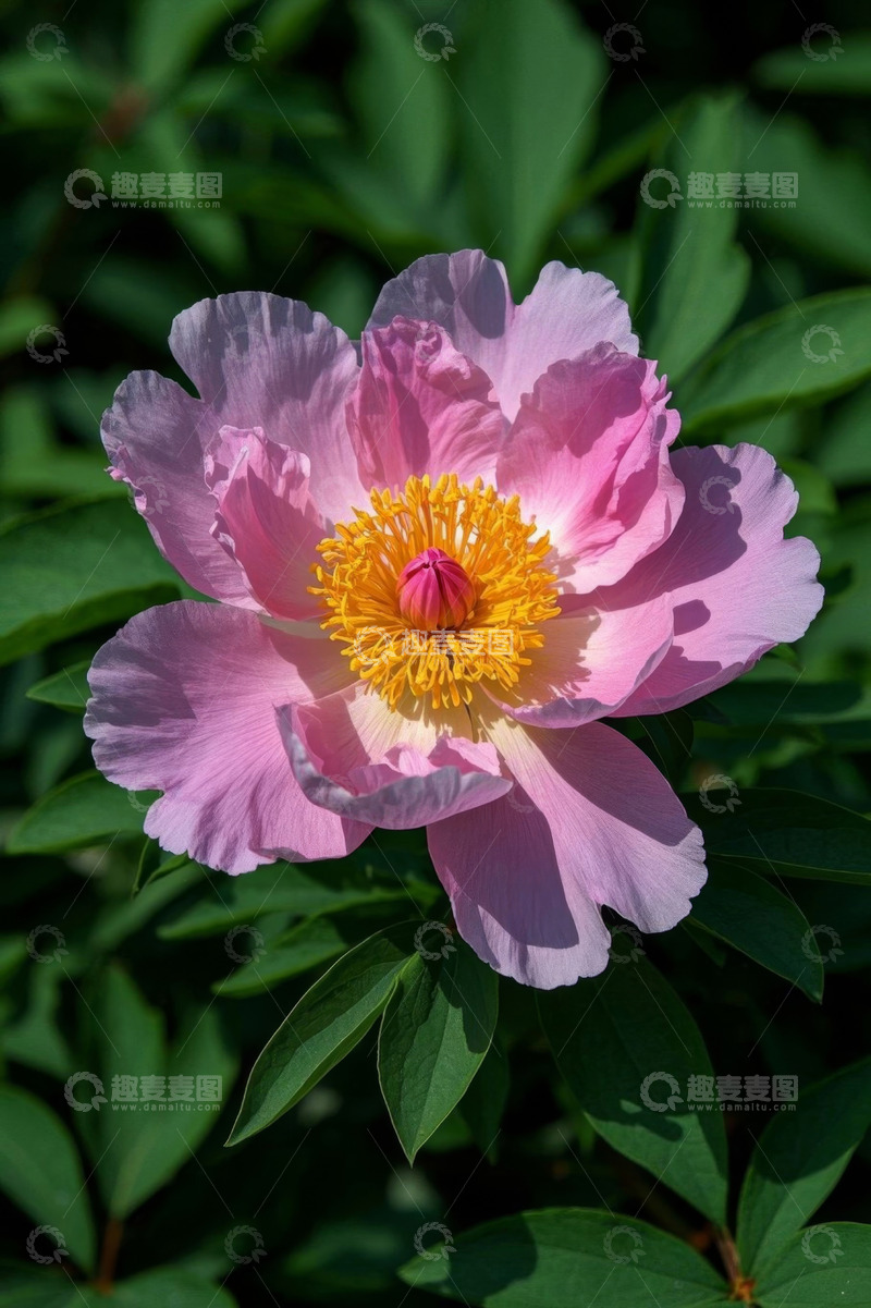 高清大图下载【趣麦麦图】盛开的粉色牡丹花特写