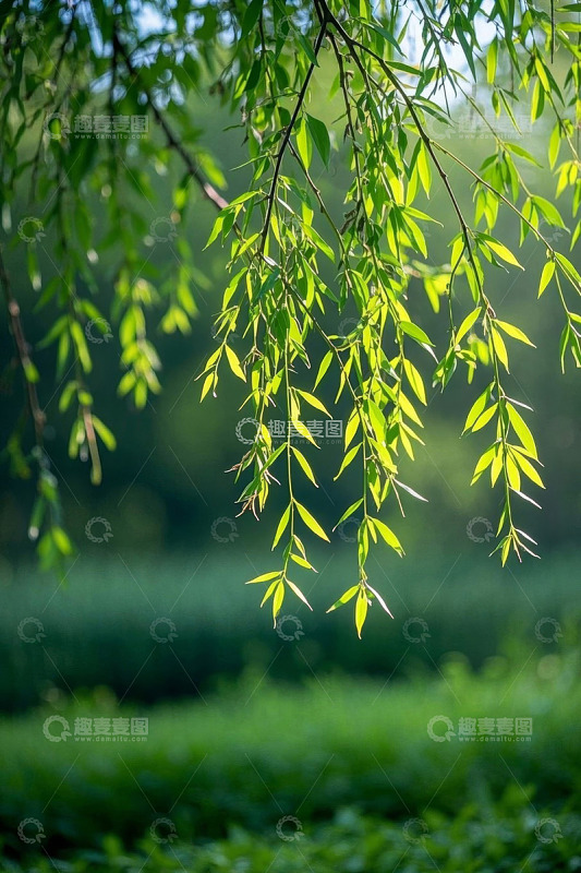 春日垂柳嫩绿枝叶