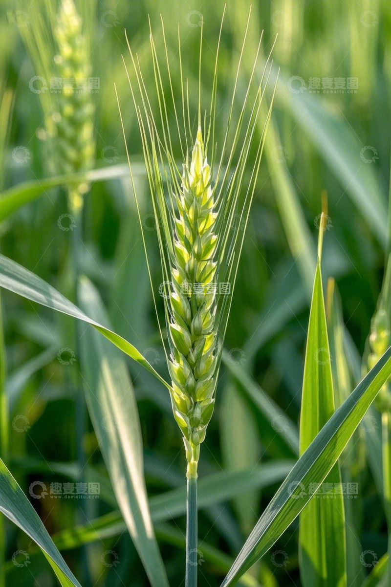 高清大图下载【趣麦麦图】田间特写小麦植株