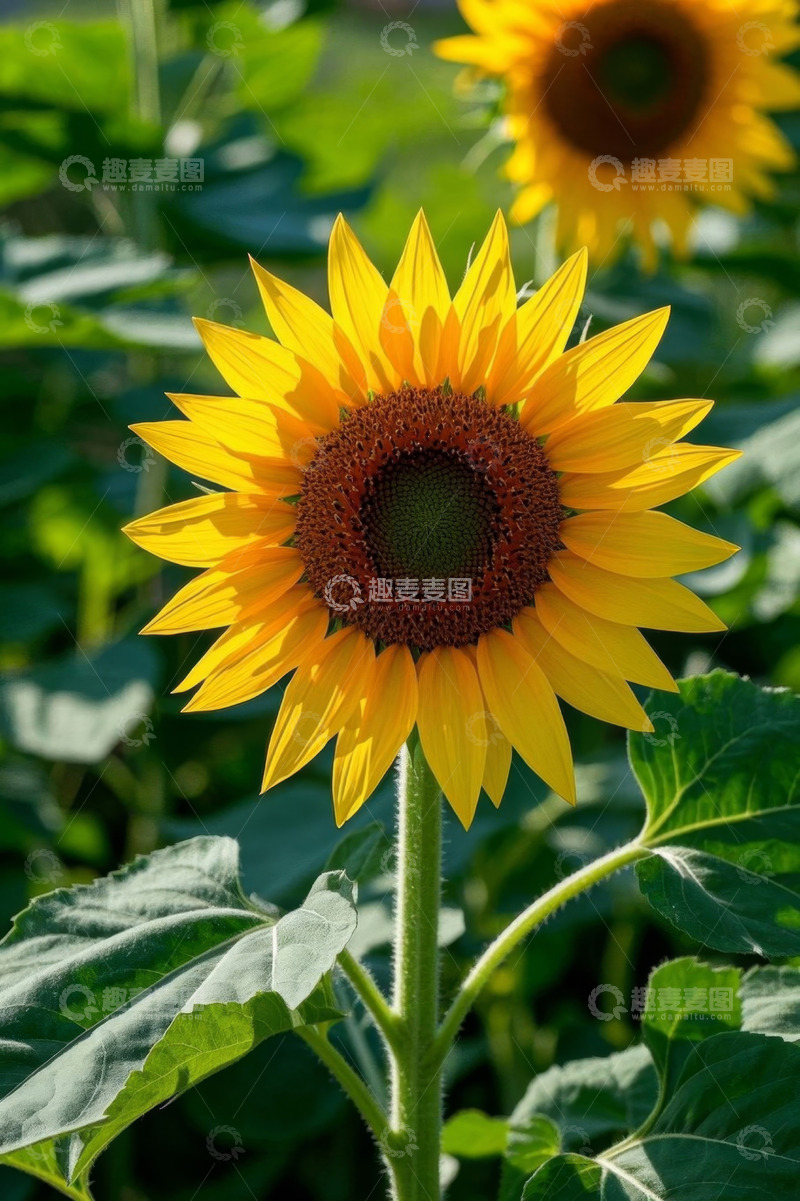 高清大图下载【趣麦麦图】盛开的向日葵特写