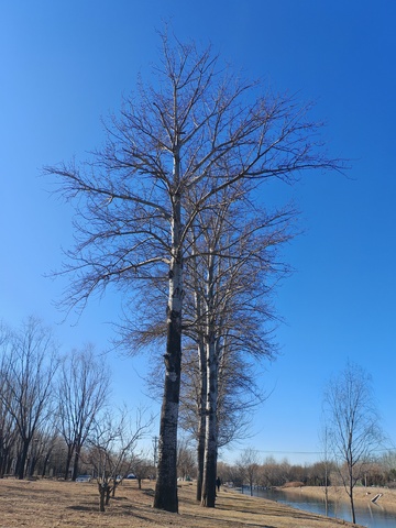 冬日湖边裸树风景