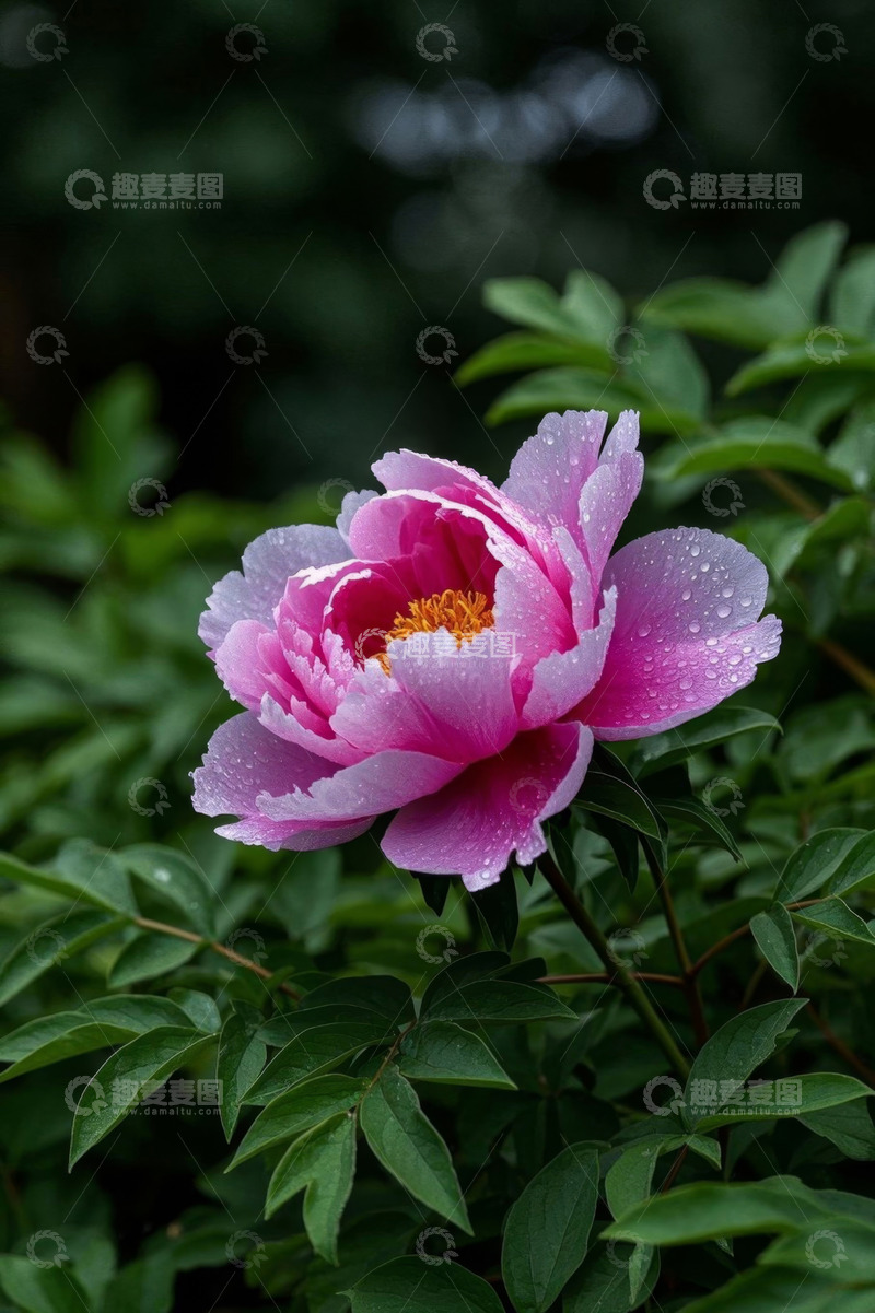 高清大图下载【趣麦麦图】带水珠的粉色牡丹花特写