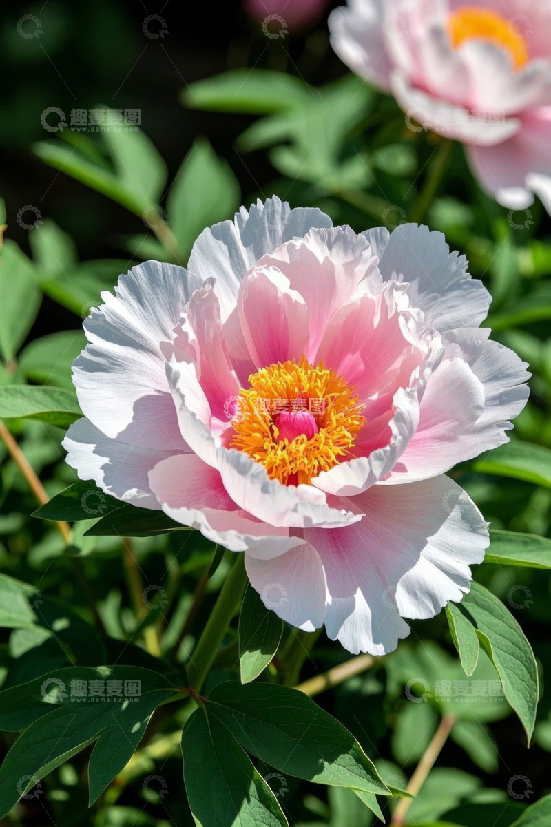 高清大图下载【趣麦麦图】盛开的粉色牡丹花特写
