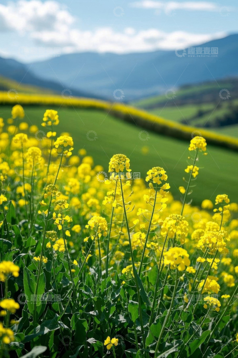 高清大图下载【趣麦麦图】田野中盛开的黄色油菜花