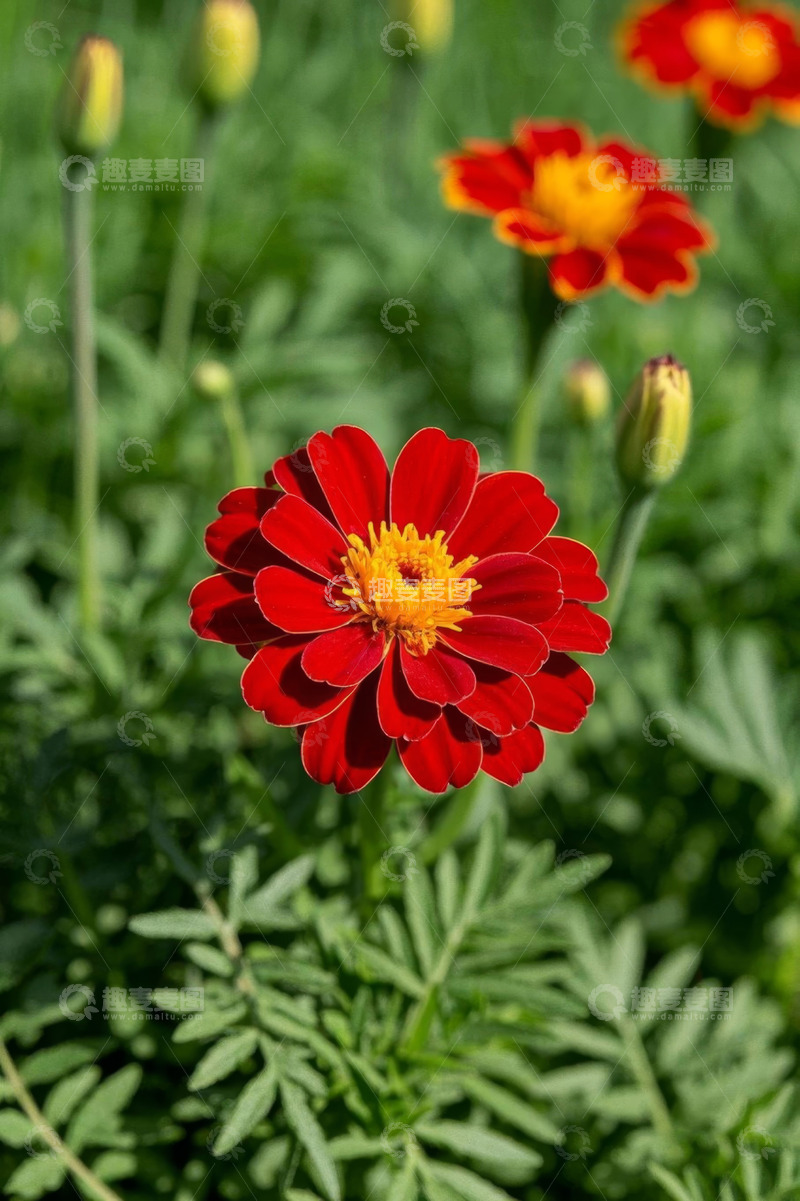 高清大图下载【趣麦麦图】红色花朵与绿色背景特写