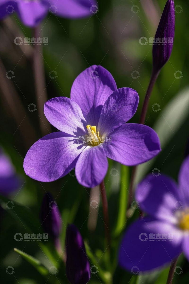 高清大图下载【趣麦麦图】紫色花卉特写