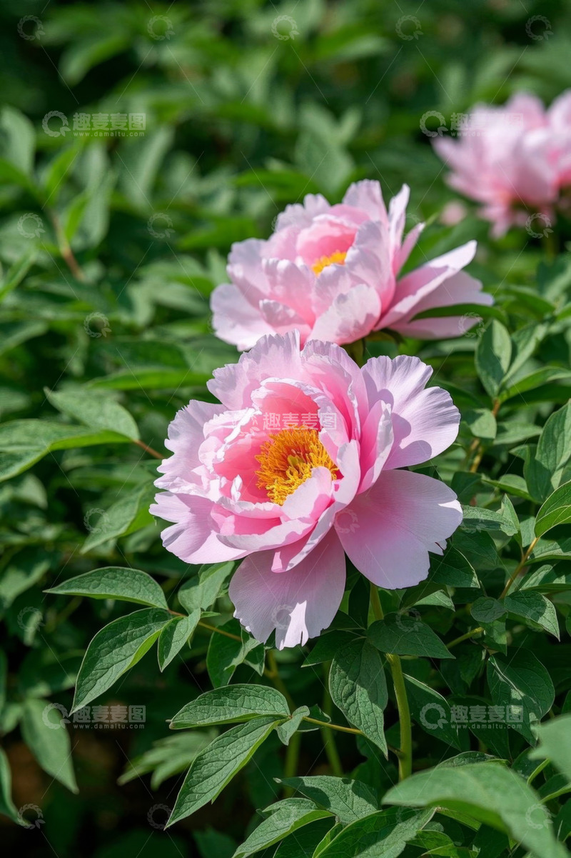 高清大图下载【趣麦麦图】盛开的粉色牡丹花