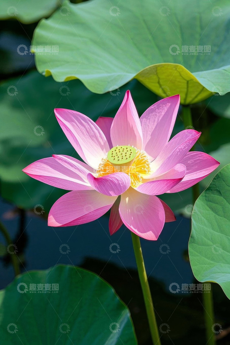 高清大图下载【趣麦麦图】盛开的粉色荷花与荷叶