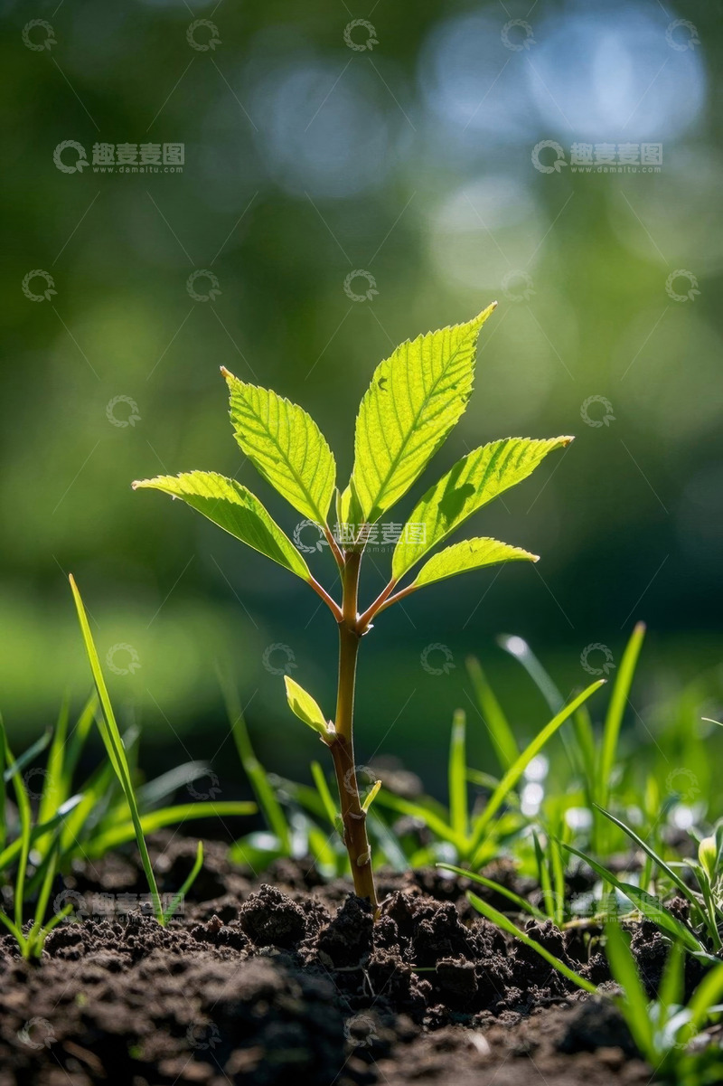 高清大图下载【趣麦麦图】破土而出的嫩绿植物幼苗