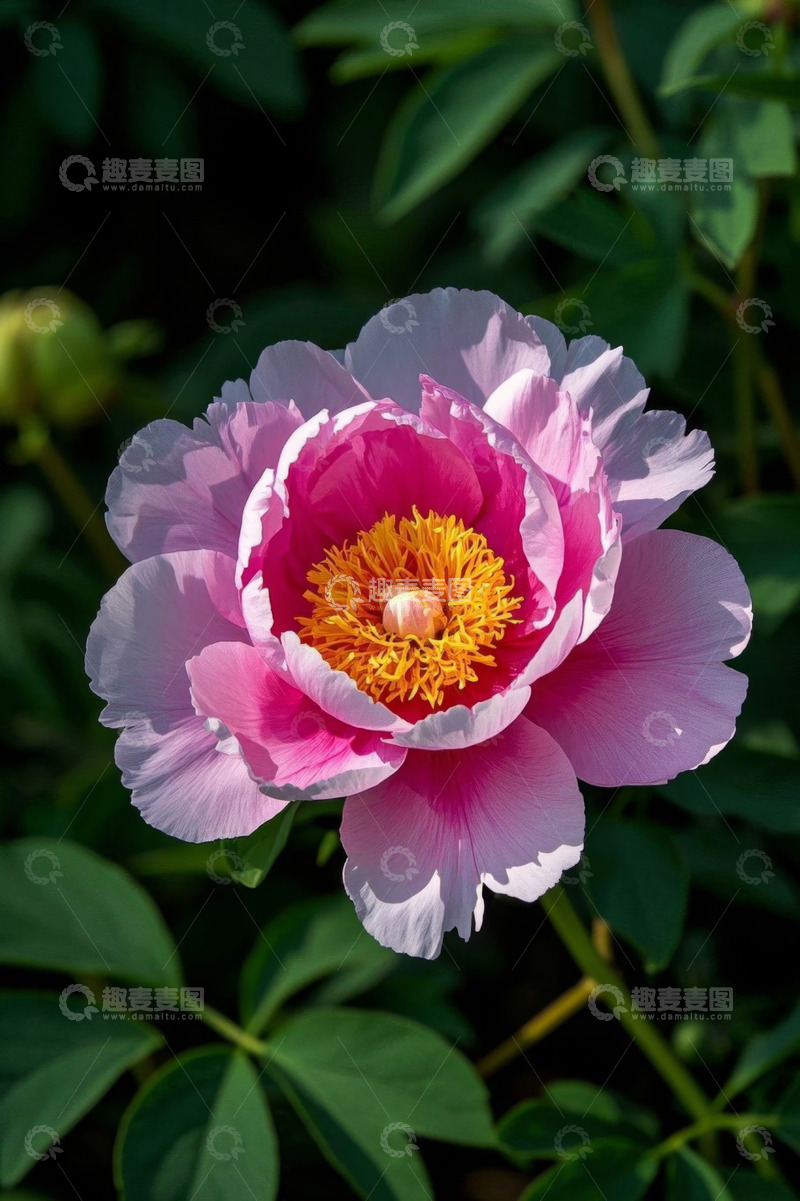 高清大图下载【趣麦麦图】盛开的粉色牡丹花特写