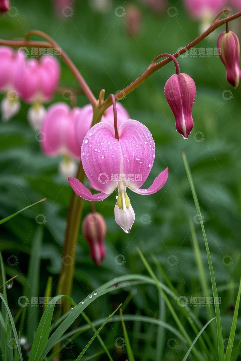 高清大图下载【趣麦麦图】带水珠的荷包牡丹特写