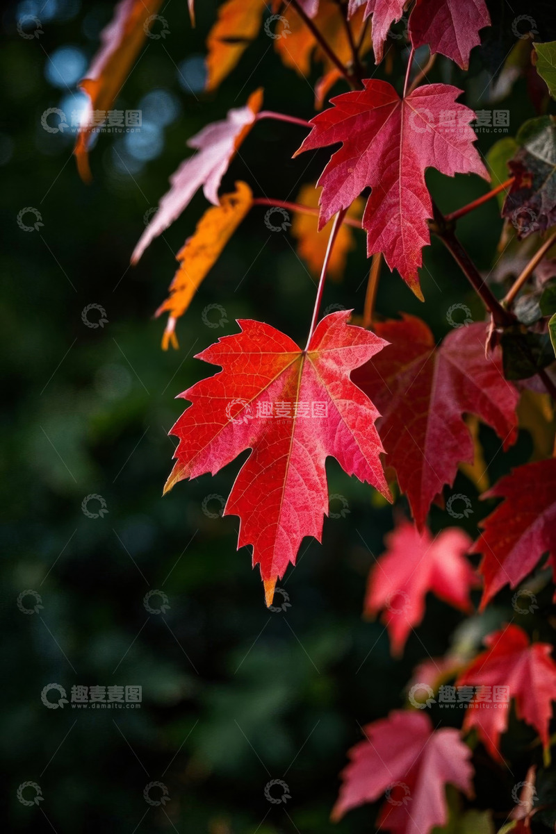 高清大图下载【趣麦麦图】秋季红色枫叶特写