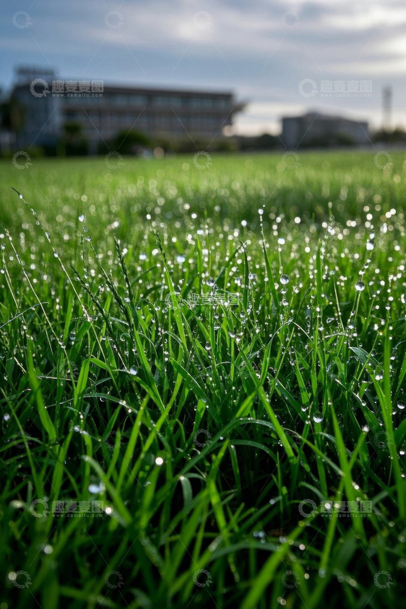 高清大图下载【趣麦麦图】带露珠的绿色草地近景