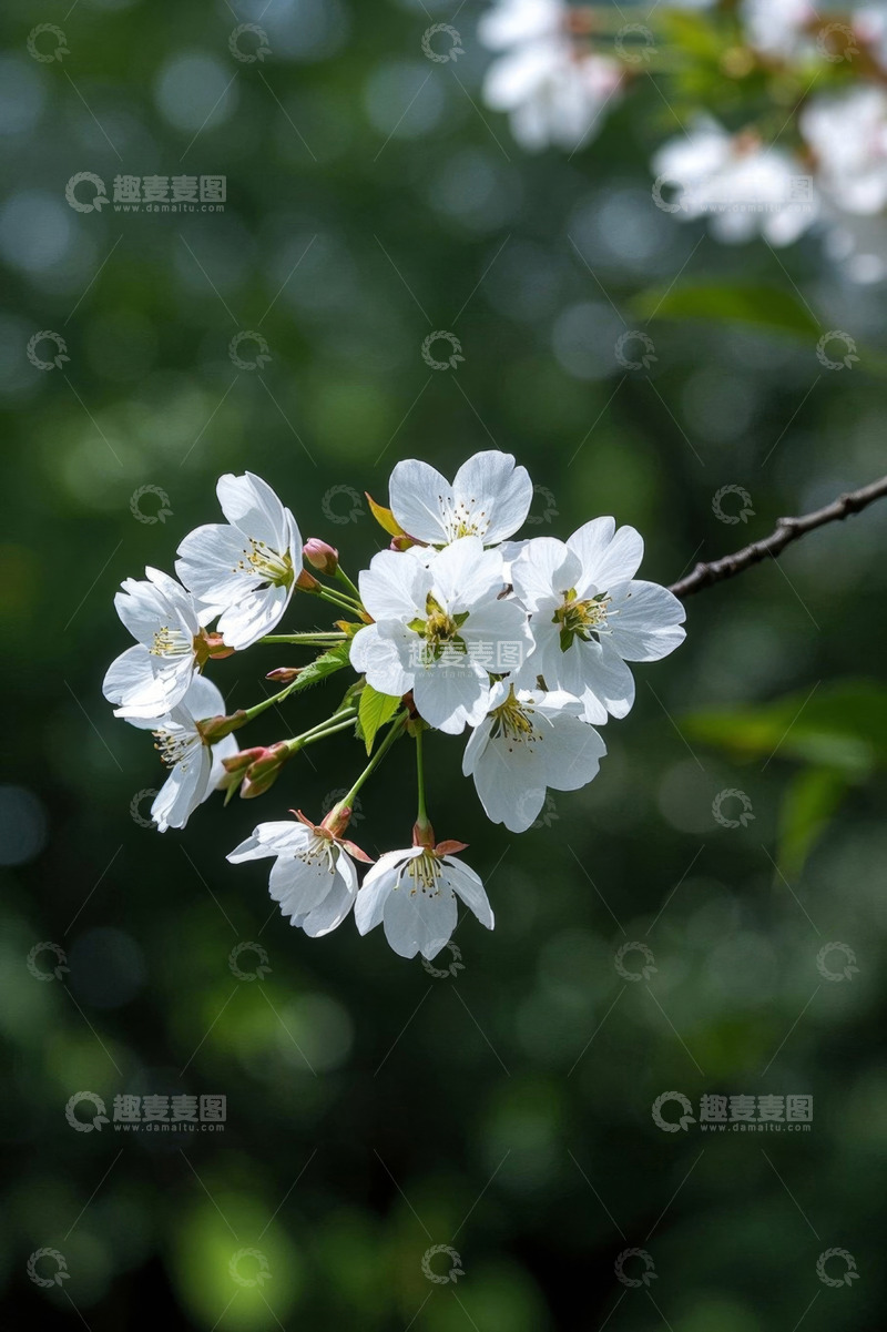 高清大图下载【趣麦麦图】绽放的白色樱花特写