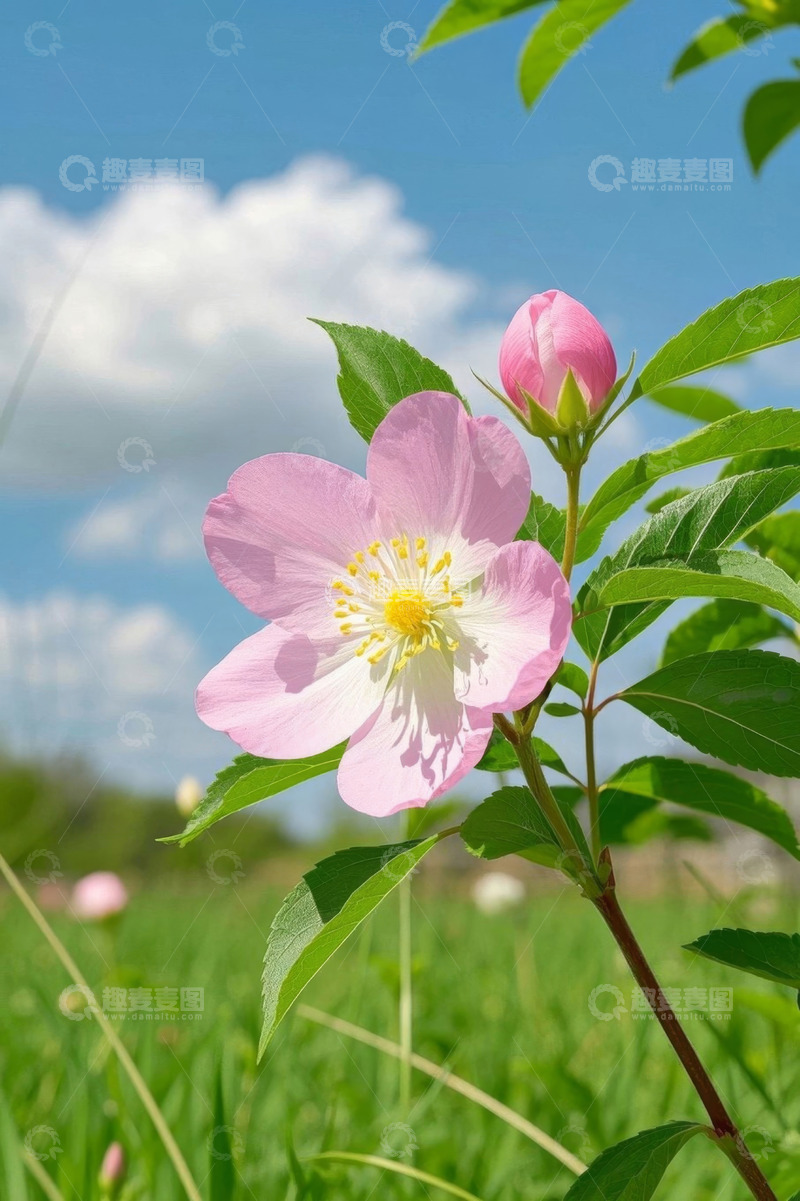 高清大图下载【趣麦麦图】田野中绽放的粉色花朵