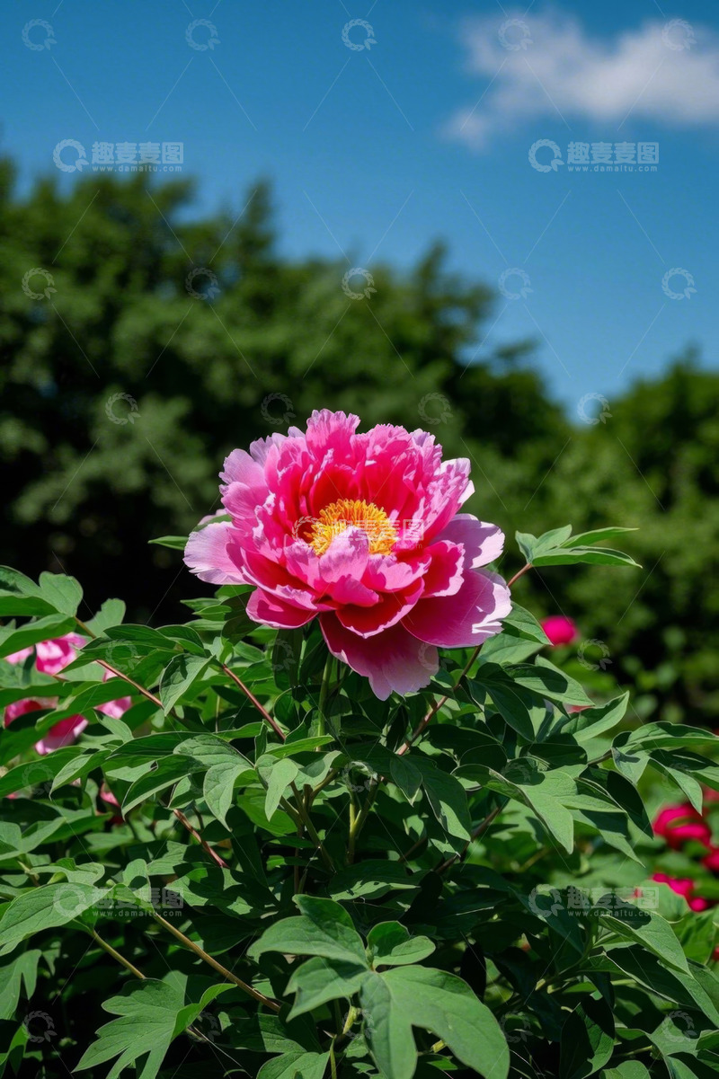 高清大图下载【趣麦麦图】盛开的粉色牡丹花特写