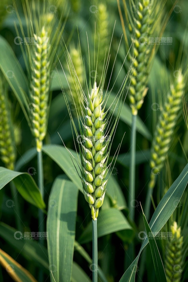 高清大图下载【趣麦麦图】田间生长的绿色小麦特写