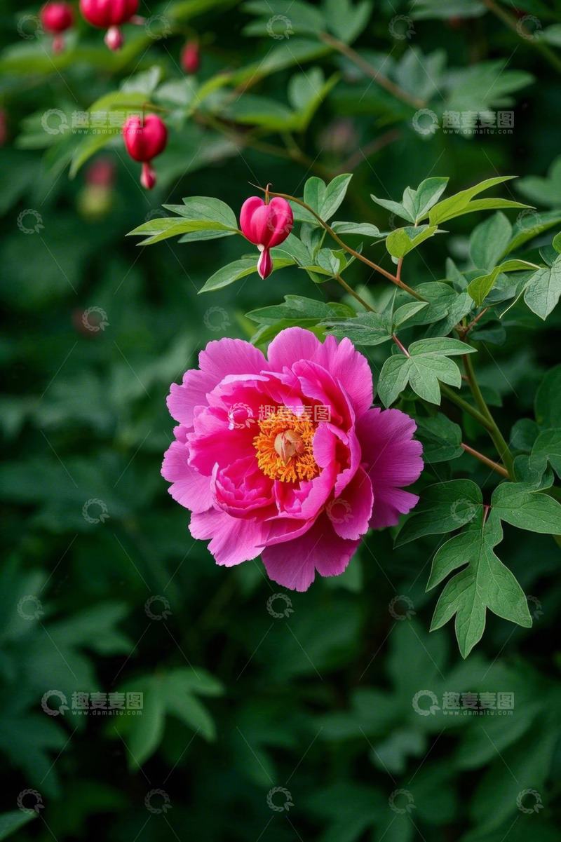 高清大图下载【趣麦麦图】盛开的粉色牡丹花特写