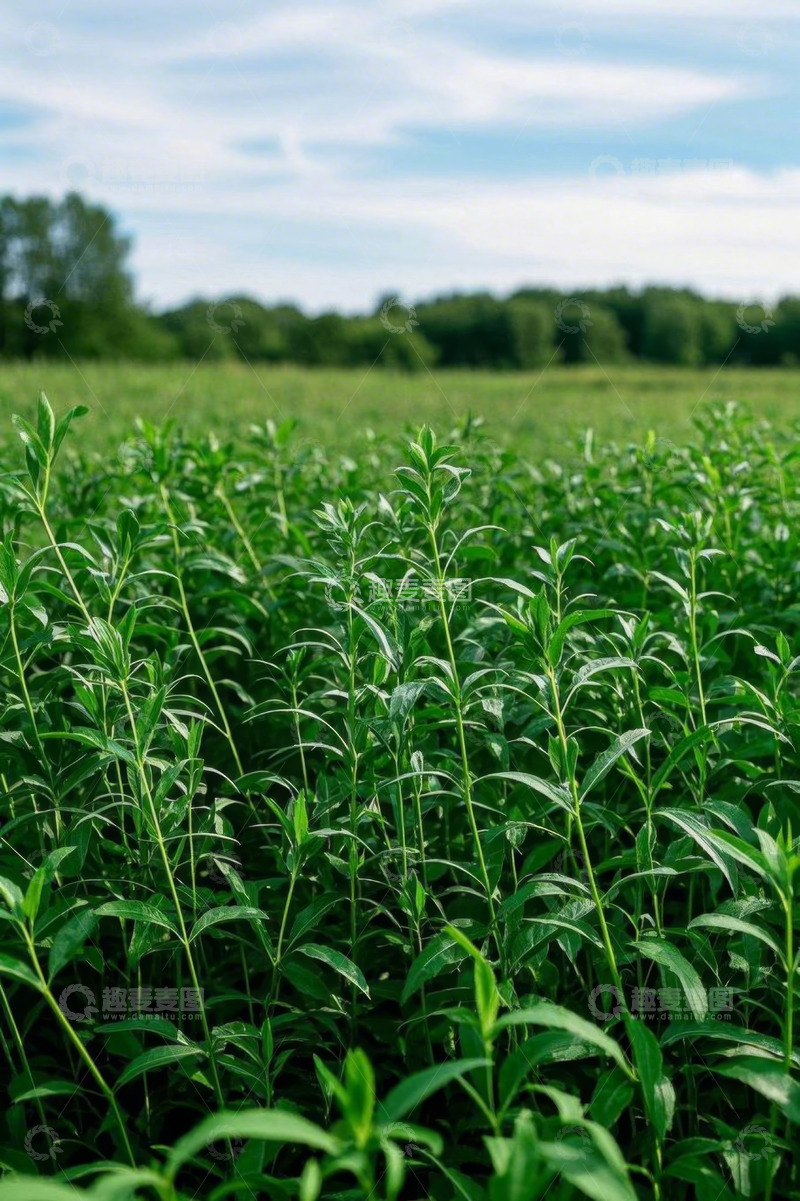高清大图下载【趣麦麦图】绿色植物农田自然风光