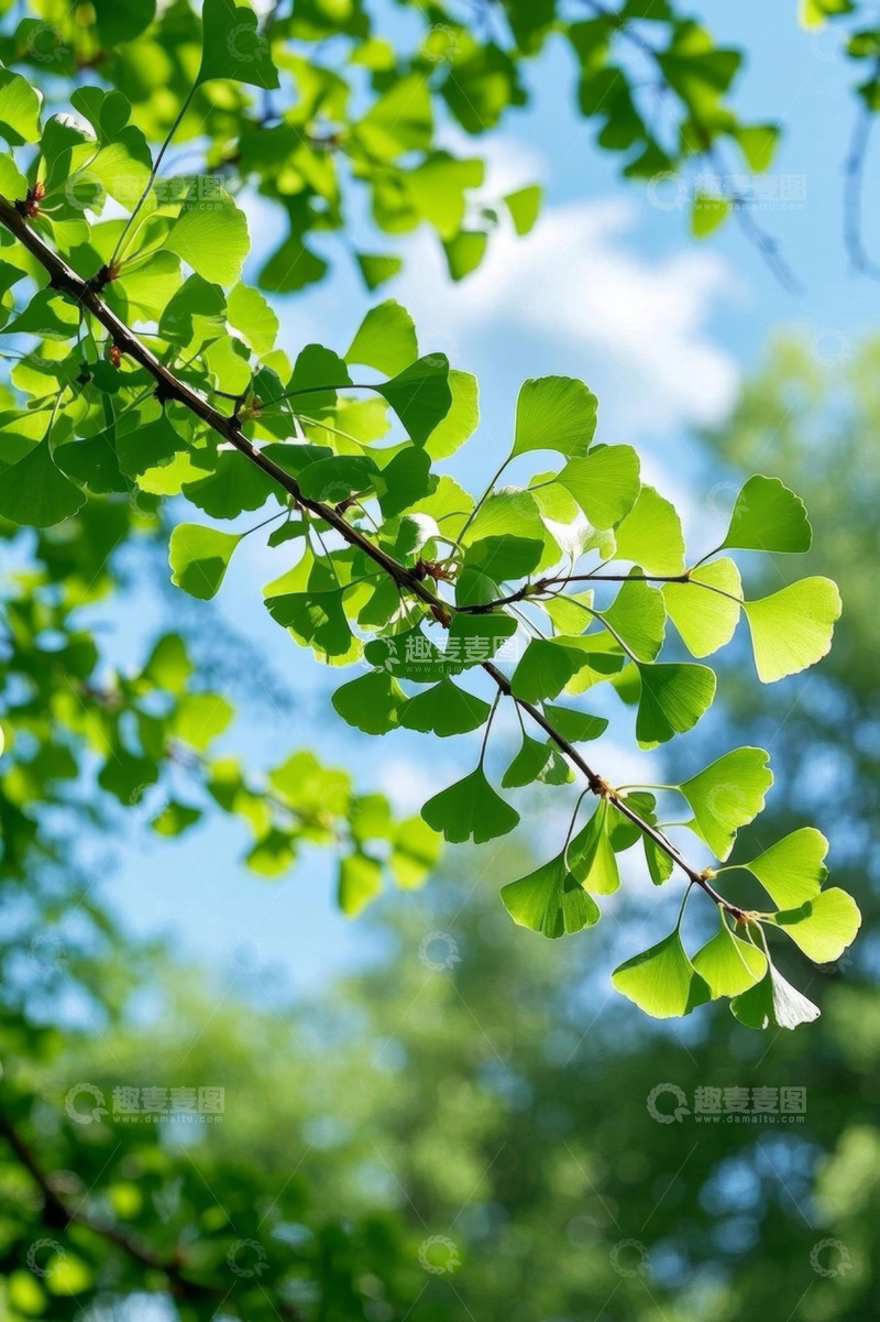 高清大图下载【趣麦麦图】阳光下银杏树绿叶特写