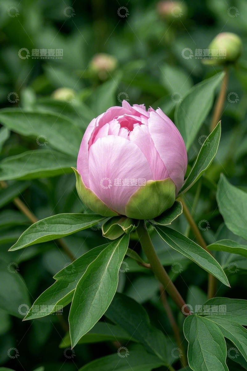 高清大图下载【趣麦麦图】粉色牡丹花特写