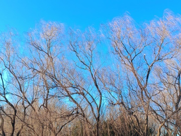 枯枝蓝天冬日风景