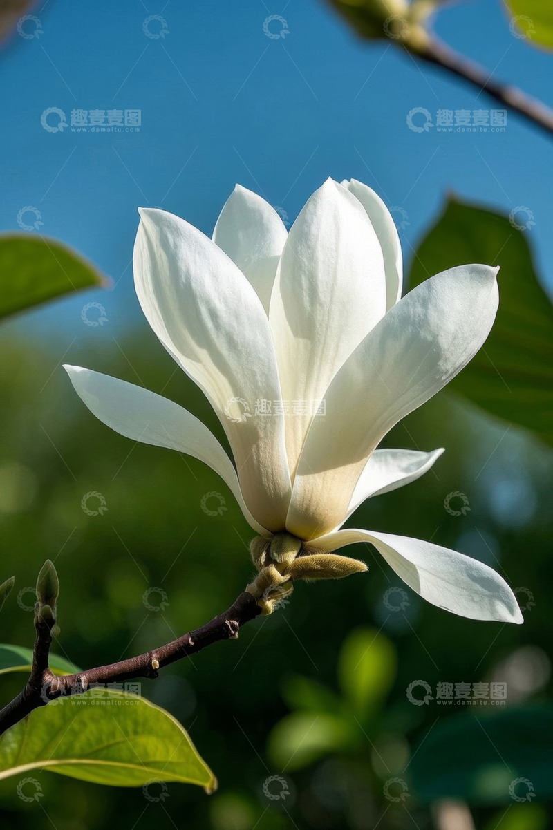 高清大图下载【趣麦麦图】特写白色玉兰花