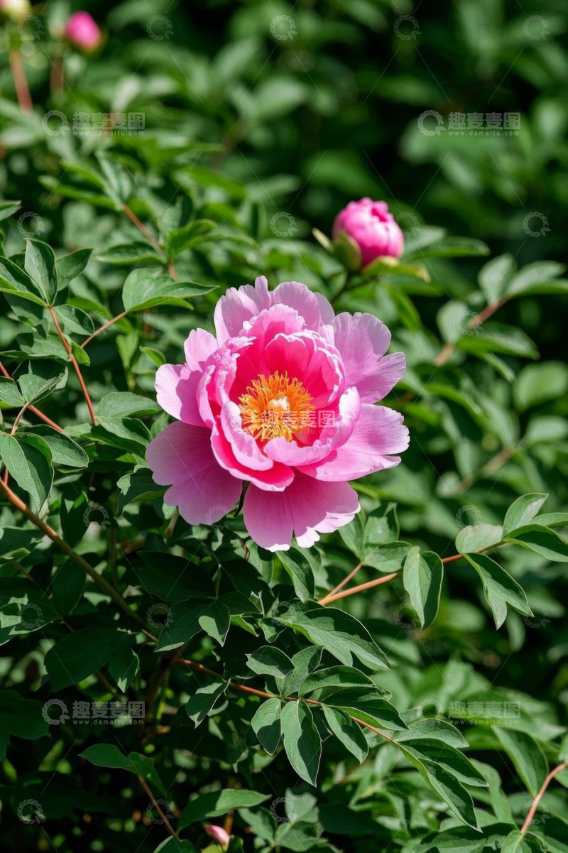高清大图下载【趣麦麦图】盛开的粉色牡丹花
