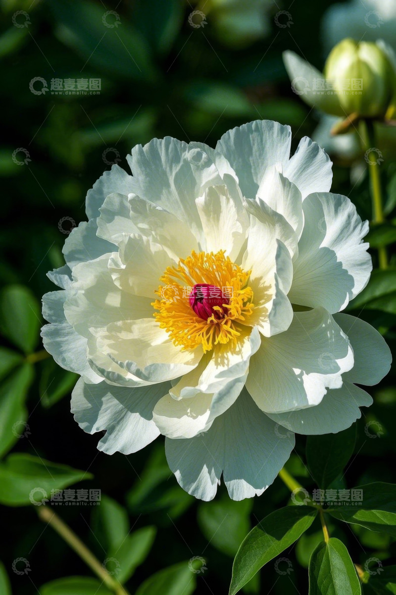 高清大图下载【趣麦麦图】白色牡丹花特写