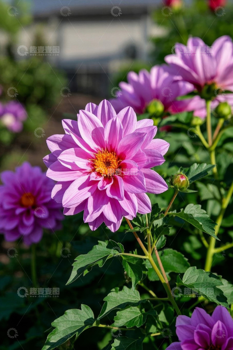 高清大图下载【趣麦麦图】粉色大丽花特写