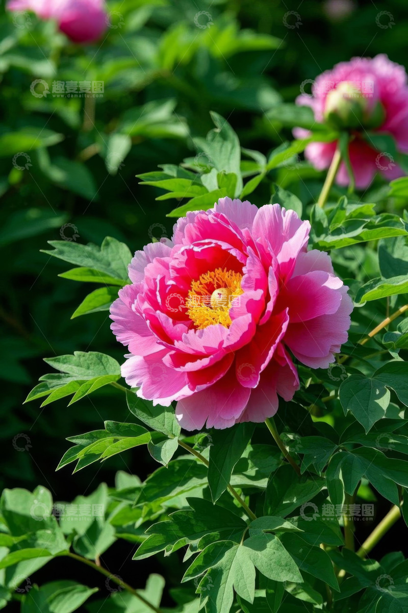 高清大图下载【趣麦麦图】盛开的粉色牡丹花