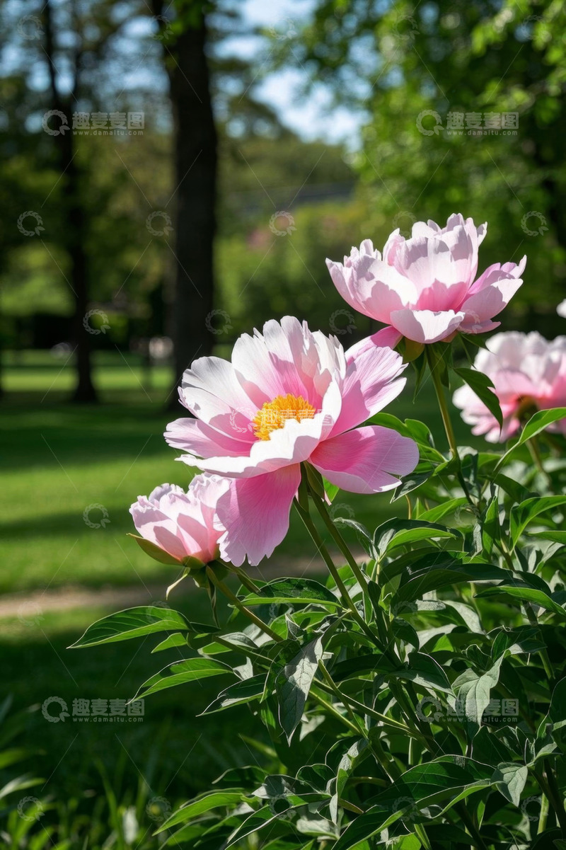 高清大图下载【趣麦麦图】公园盛开的粉色芍药花